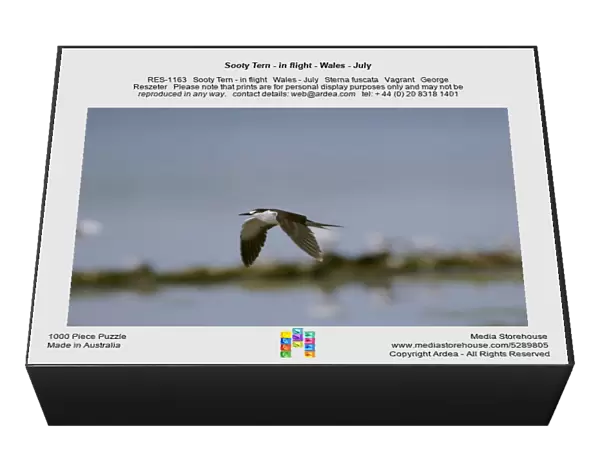 Sooty Tern - in flight - Wales - July