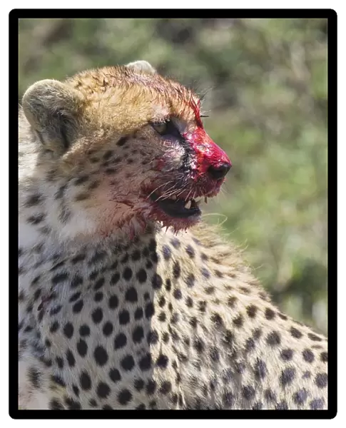 Cheetah - young male with bloody face while eating - Masai Mara Conservancy - Kenya