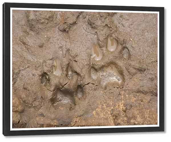 Cheetah - tracks in mud - Cheetah Conservation Fund - Namibia