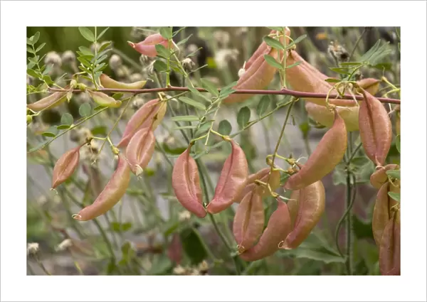 Bladder senna in fruit (Colutea arborescens). Garden
