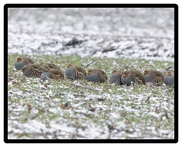 Grey  /  Common Partridge - covey resting on winter corn crop - Lower Saxony - Germany