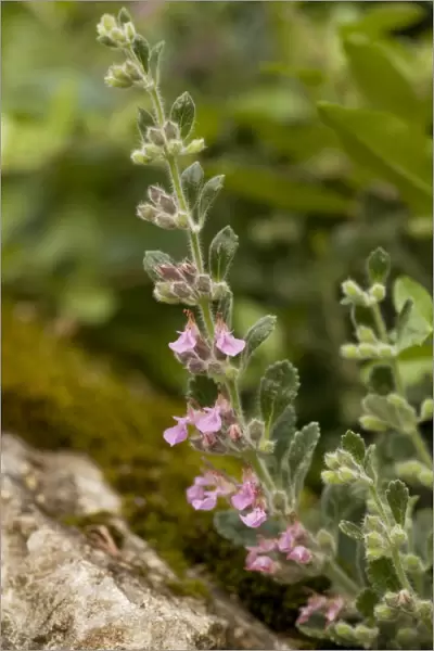 Wall germander (Teucrium chamaedrys); very rare in UK, also naturalised