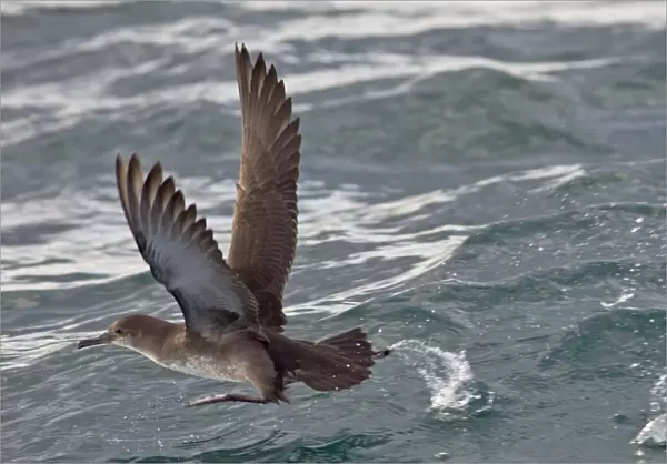 Balearic Shearwater - in flight - running on the sea to take off - Dorset UK - August