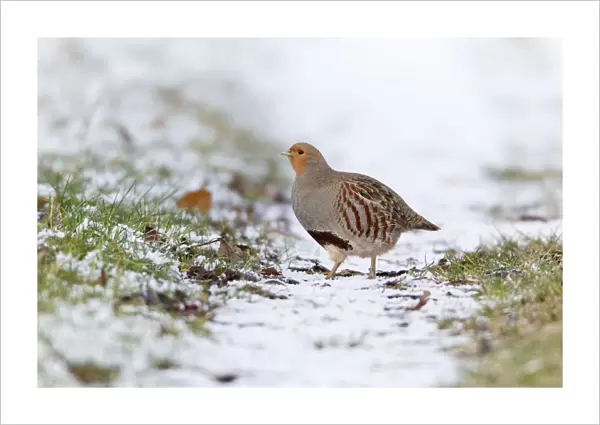 Grey  /  Common Partridge - crossing snow covered farm track - Lower Saxony - Germany