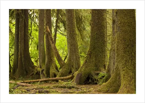 Line of conifers that have grown on a fallen nurse tree in temperate rain forest, Hoh, Olympic National Park. Washington