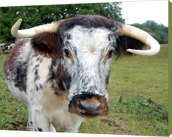 Old English Longhorn cattle - used for conservation grazing and re-establishment of wood pasture habitat