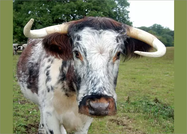 Old English Longhorn cattle - used for conservation grazing and re-establishment of wood pasture habitat
