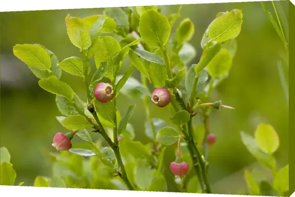 Bilberry (Vaccinium myrtillus) in flower. Exmoor