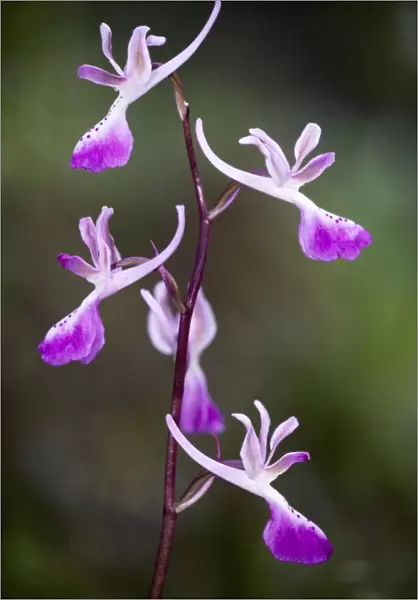 Troodos orchid (Orchis troodi), endemic to Cyprus