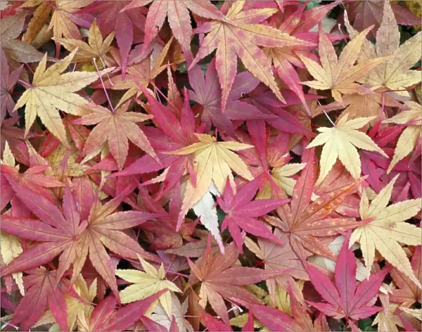 Japanese Maple - leaves on ground - autumn - Hessen - Germany