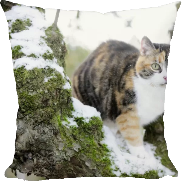 CAT. Cat sitting in snow covered tree
