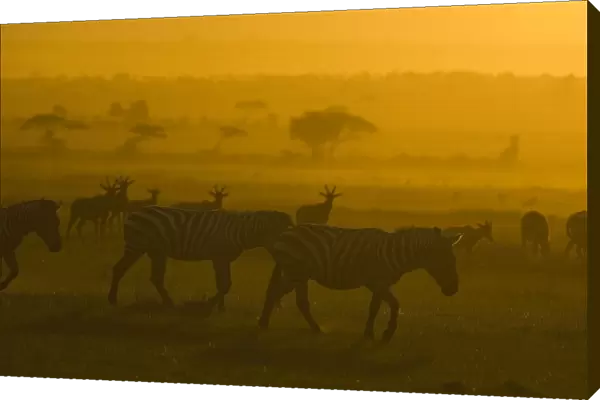 Plains Zebra - at Sunset - Maasai Mara Triangle - Kenya