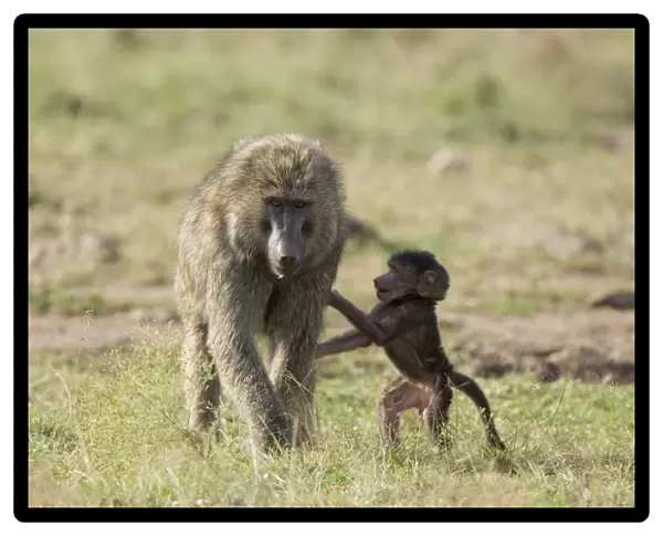Savannah Baboon - An infant jumps up to its mother while she feeds Maasai Mara Reserve, Kenya