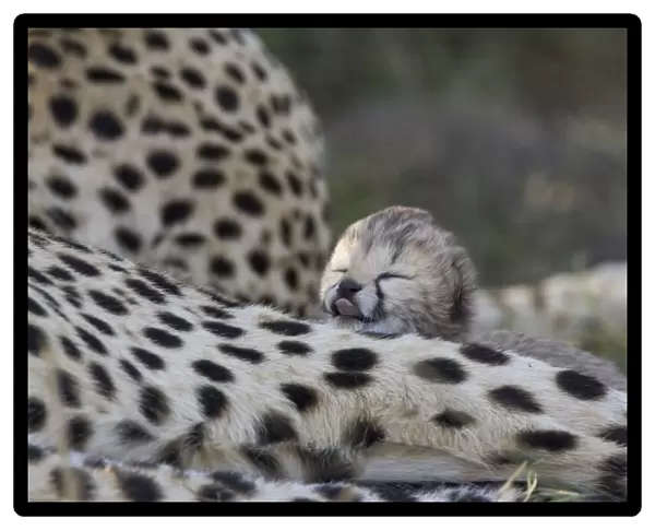 Cheetah - 6 day old cub (s) resting on mother - Maasai Mara Reserve - Kenya