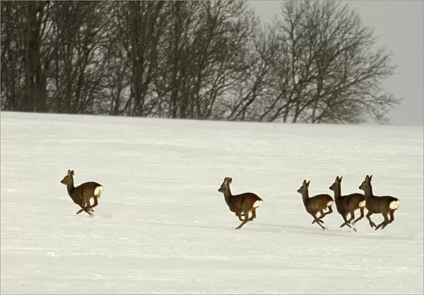 Roe Deers - group running in winter snow - Germany