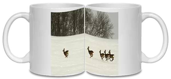 Roe Deers - group running in winter snow - Germany