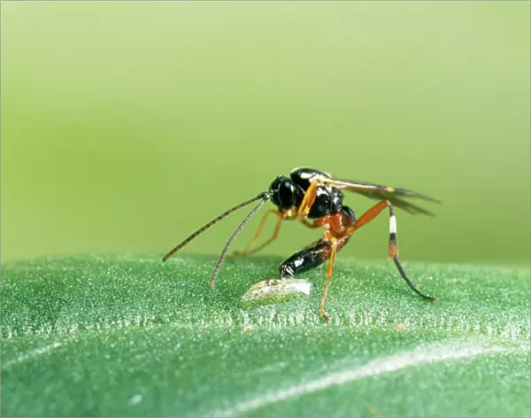 Parasitic Wasp - Laying egg in hoverfly larva, UK