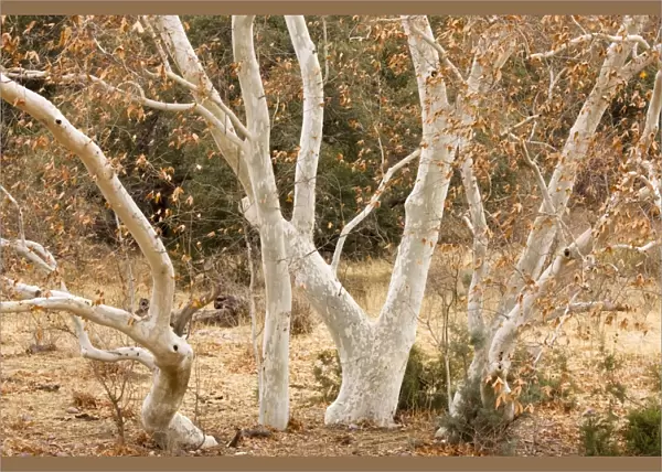 Arizona Sycamores (plane trees) Platanus wrightii in winter, Arizona, USA