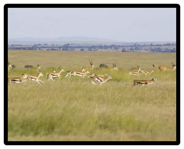 Thomson's Gazelle - running - Masai Mara Triangle - Kenya