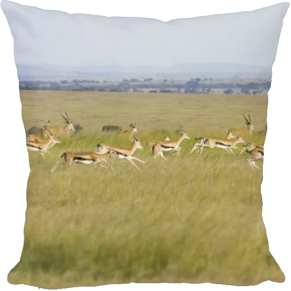 Thomson's Gazelle - running - Masai Mara Triangle - Kenya