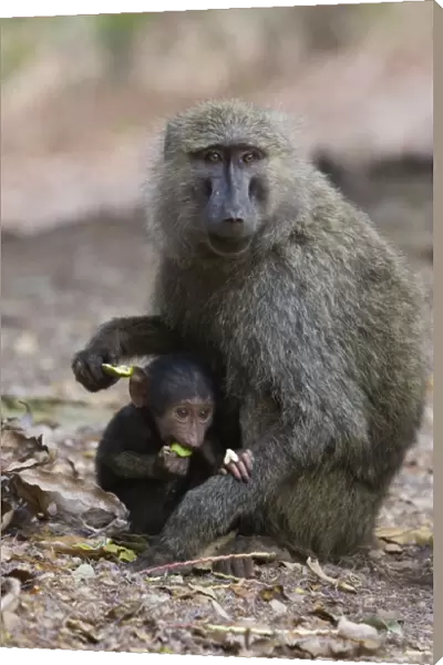 Olive Baboon - Mother and infant Gombe Stream Reserve, Tanzania