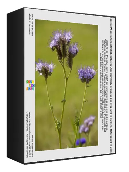 Phacelia (Phacelia tanacetifolia), native in USA but widely grown as bee crop and in gardens. Naturalised in Europe. France