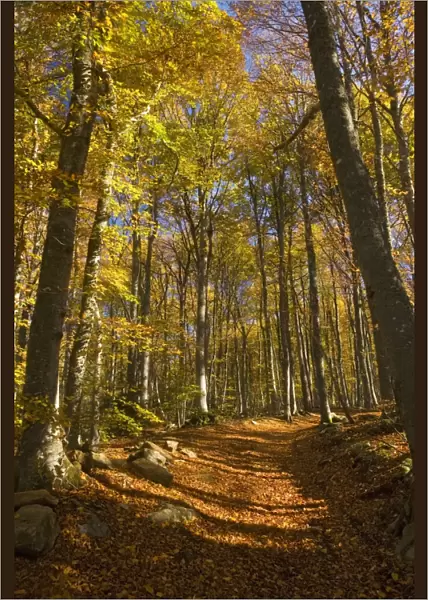 Old trackway in Beech woodland (Fagus sylvatica) in autumn at about 900 m altitude, near St. Agreve, edge of the Monts d'Ardeche PNR, Massif Central, France