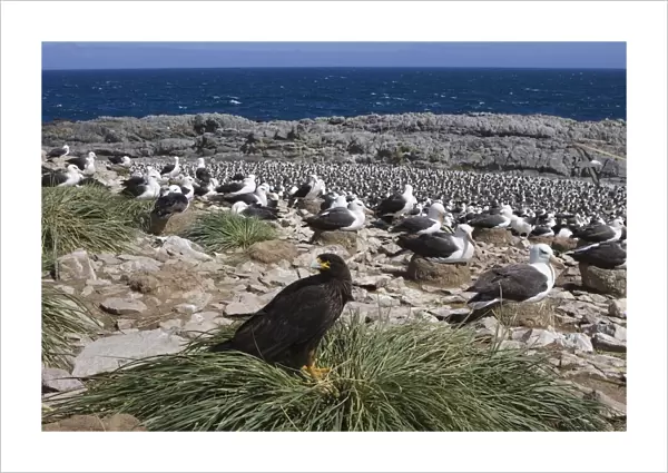 Striated Caracara - At Black-browed Albatross Colony Steeple Jason, Falkland Islands