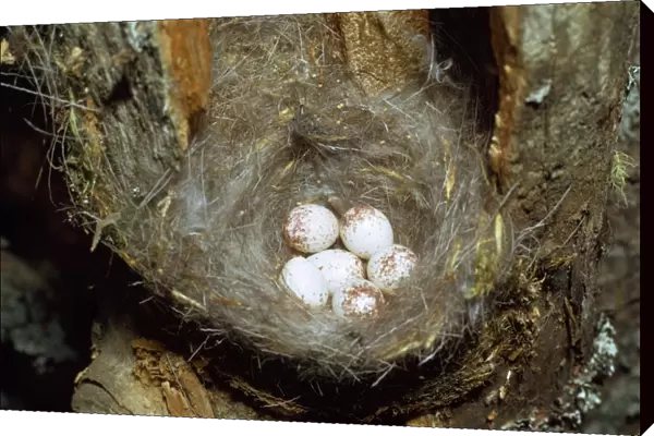 Crested Tit - nest and eggs