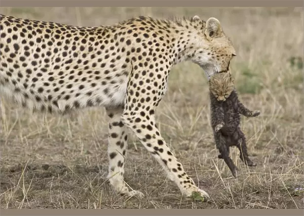 Cheetah - female carrying 16 day old cub - Maasai Mara Reserve - Kenya