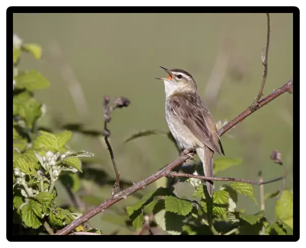 Sedge Warbler - singing from vantage point on bramble bushes - Cleveland - UK
