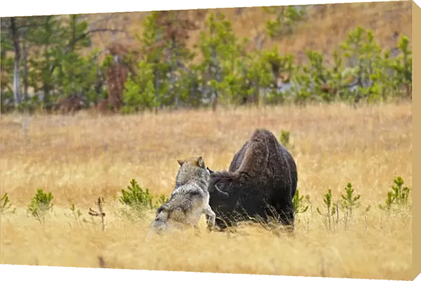 Wild Grey Wolf - trying to take down a Bison cow - Autumn - Yellowstone National Park - Wyoming - USA _D3D3210