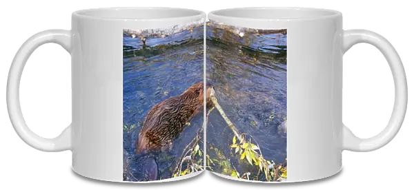 Beaver - carrying branch in water - Western USA
