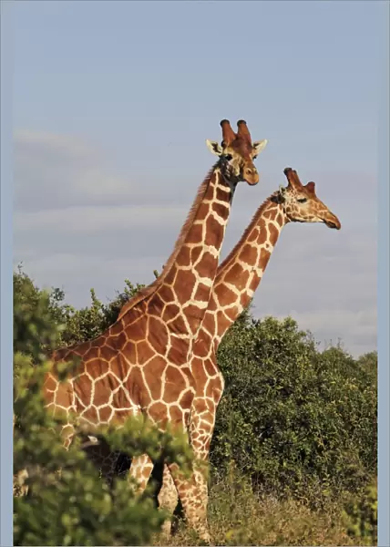Reticulated Giraffe - family - Solio ranch - Kenya