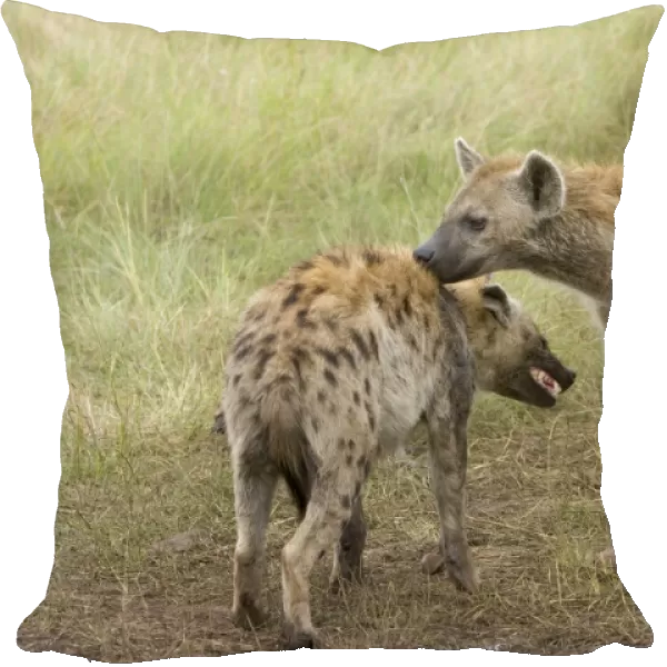 Spotted Hyena - greeting each other - Maasai Mara Reserve - Kenya