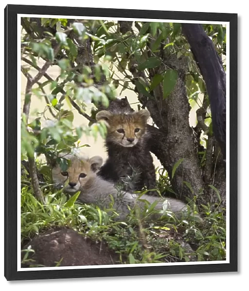 Cheetah - 8 week old cub(s) resting in shade of acacia bush during midday heat - Masai Mara Reserve - Kenya
