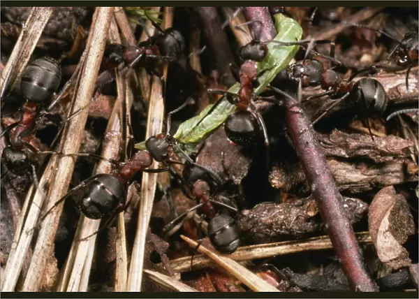 Wood Ants - Dragging prey - UK