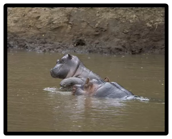 Common Hippopotamus - young calf (2-3 weeks old) playfully jumping up onto its mother - Maasai Mara Reserve - Kenya