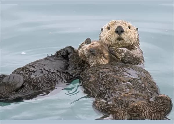 Alaskan  /  Northern Sea Otter - mother holds pup while they sleep on their backs in a protected cove - Alaska _D3B2590