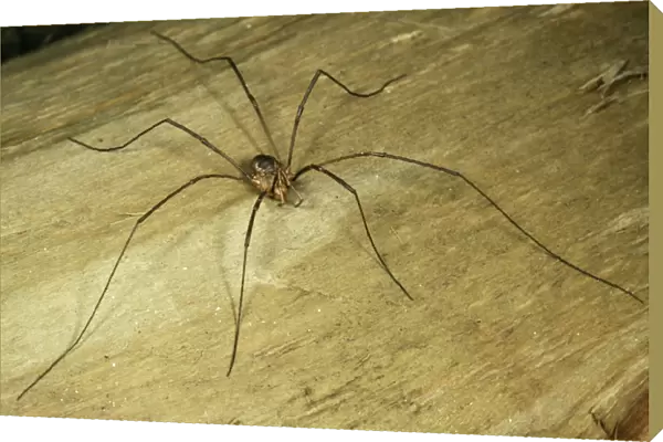Harvestman Spider - Male - UK