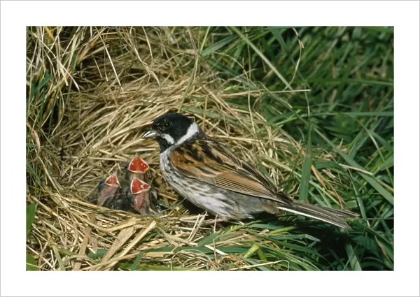 Reed Bunting - at nest with young