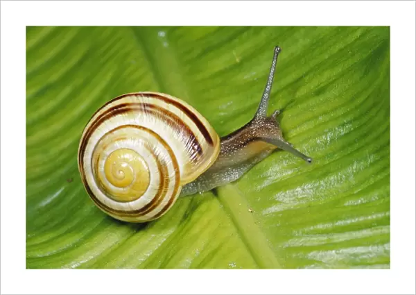 Humbug Snail - on green leaf, UK
