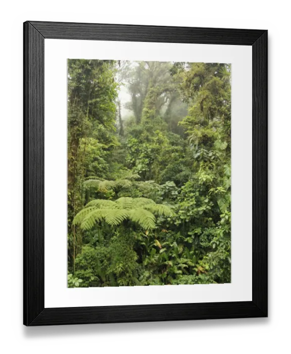 Framed Print : Cloud Forest Costa Rica Print