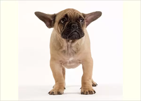 Dog - French Bulldog in studio looking sad  /  scared