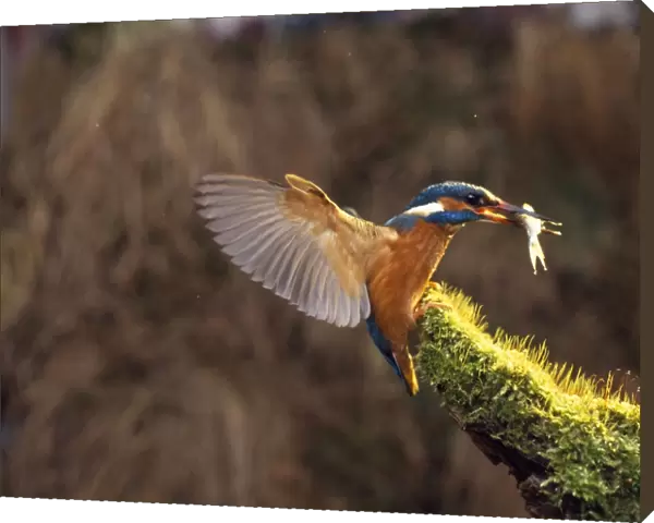 Europen Kingfisher - with fish