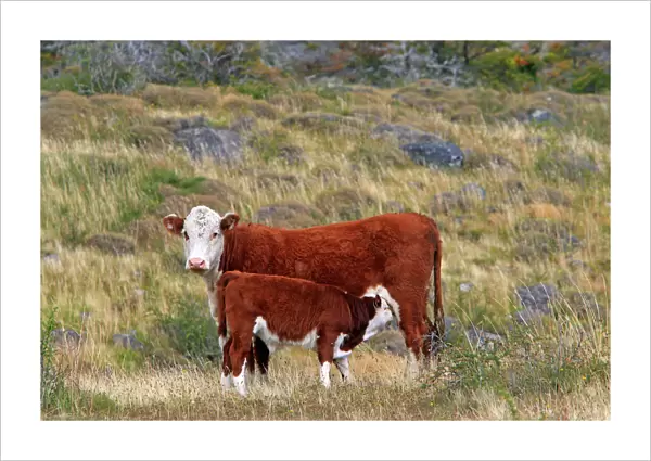 Cattle - cow with calf. Magallanes Peninsula - Patagonia - Argentina