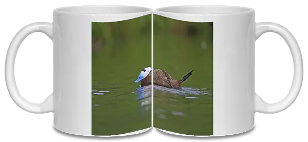 Ruddy Duck. Pensthorpe - Norfolk - UK