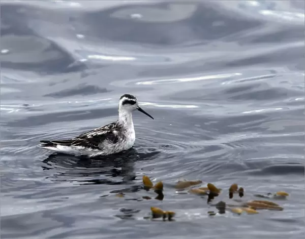Red-necked Phalarope - in water - British Colombia - Canada