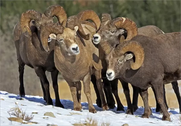Rocky Mountain Bighorn Sheep. Jasper National Park - Rocky Mountains - Alberta - Canada