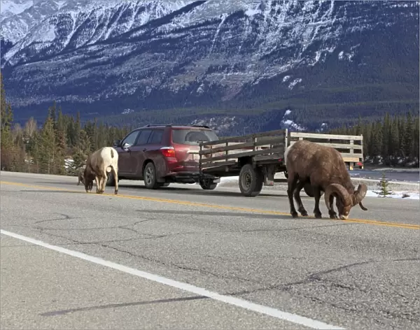 Rocky Mountain Bighorn Sheep - licking the salt on the road. Jasper National Park - Alberta - Canada